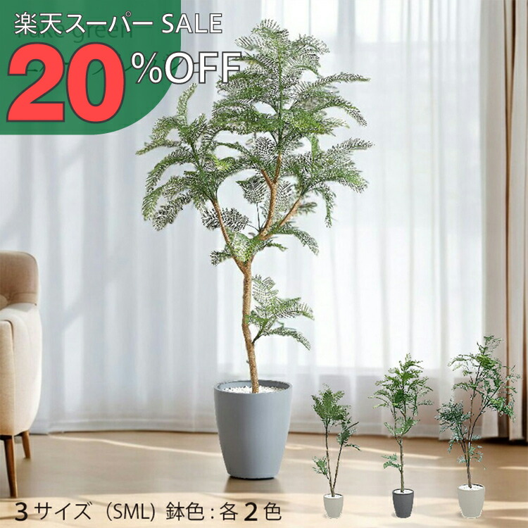 楽天市場】エバーフレッシュ 7号 ねむの木 観葉植物 インテリア 鉢植え