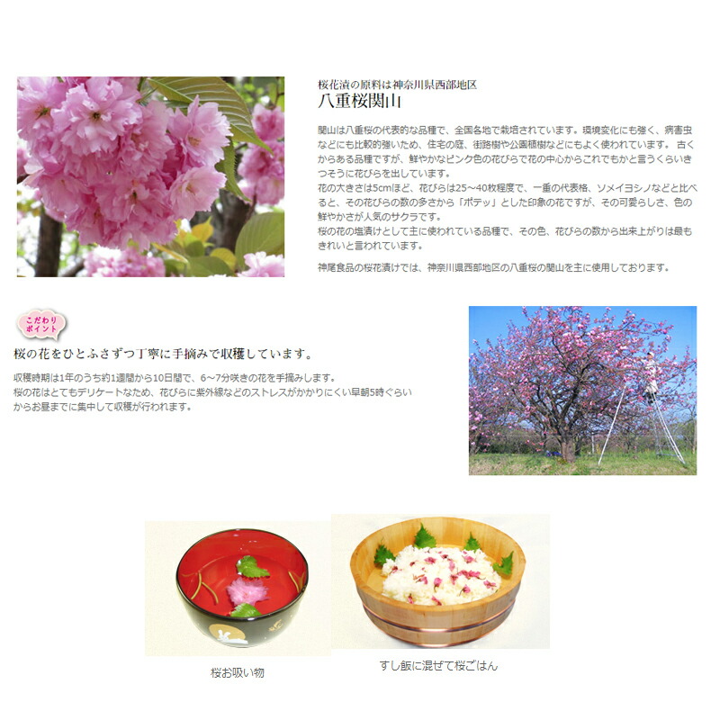 さくらの花 塩漬け 10kg 桜花 塩漬 塩漬 10kg 10kg 1kg 10 和菓子 ピンク 桜 桜の花 さくら 材料 塩漬け 塩づけ 業務用 大容量 まとめ買い 製菓 材料 和菓子 神尾食品工業 ウルトラミックス業務用 徳用 まとめ買い プロ仕様 桜 桜の花 さくら 桜塩漬け サクラ さくらの花 塩漬け 10kg 桜花 塩漬 塩漬 10kg 10kg 1kg 10 和菓子 ピンク 桜 桜の花 さくら 材料 塩漬け 塩づけ 業務用 大容量 まとめ買い 製菓 材料 和菓子 神尾食品工業 ウルトラミックス業務用 徳用 まとめ買い プロ仕様 桜 桜の花 さくら 桜塩漬け サクラ