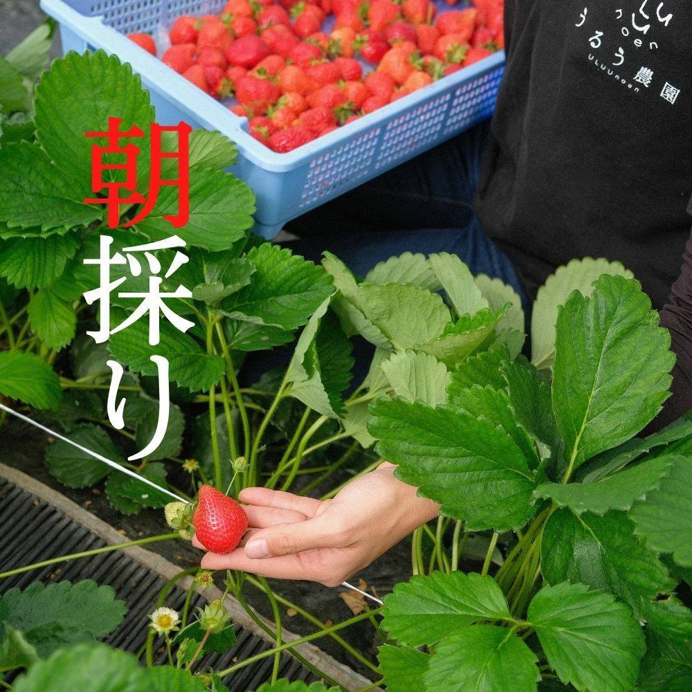 かおりの いちご 280g×４パック フルーツ・果物 | eu-agencies.net