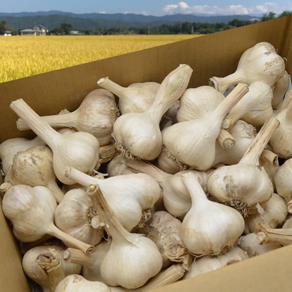 《根・土つき》山形の生にんにく約3kg