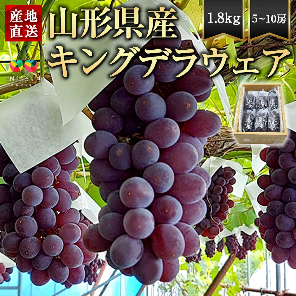 予約受付中：7月下旬頃より発送予定|松田さんの ぶどう キングデラウェア 1.8kg ( 5～10房程度 ) ブドウ 葡萄 山形県産 種なし 種無し 箱入り 山形 人気 フルーツ 先行予約 果物 くだもの 家庭用 贈り物 プレゼント お祝い ギフト 大容量 大粒 お中元
