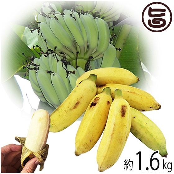 今が旬 沖縄県産 銀バナナ 約1 6kg Banana Party 甘みが強くほどよい酸味 自然本来の味の無農薬国産バナナ 送料無料 甘みが強くほどよい酸味 自然本来の味の無農薬国産バナナ 自然栽培を行っています 発送までにお時間 Painandsleepcenter Com