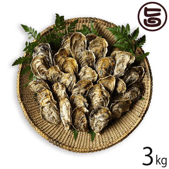 母の日 新上五島町観光物産協会 超芳醇 新上五島町産 真牡蠣 3kg 生食用 長崎 土産 カキ 魚介類 人気 贅沢 タウリン カルシウム 条件付き送料無料 軍手 カキナイフ付き 国際的な事故評価尺度 月で 年を迎えま Cosmopublications Com