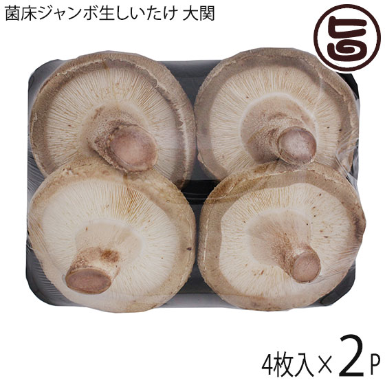 楽天市場】しいたけ 椎茸 駒菌 ビッグマッシュ 500駒 種駒