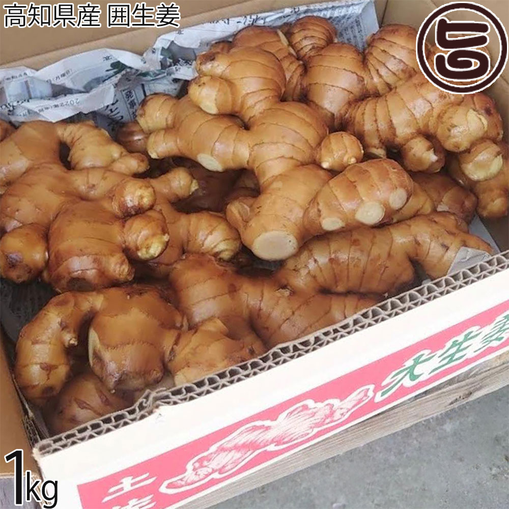 高知県産親生姜6Kg 窪川産直 親生姜 無農薬 生姜 1kg 大生姜 高知産 国産 無農薬