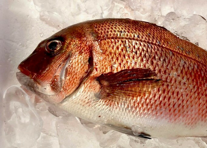 楽天市場 真鯛 活き締め 約1 5ｋｇ 刺身用 生食用 小田原港 より 即日発送 うまいもの市場 活〆シリーズ 鮮度重視 旨味が違います 冷蔵便 うまいもの 楽天市場店