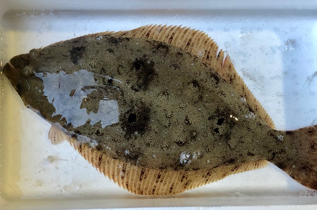 活締め 天然平目 約1kg うまいもの 活締めシリーズ 前後0g