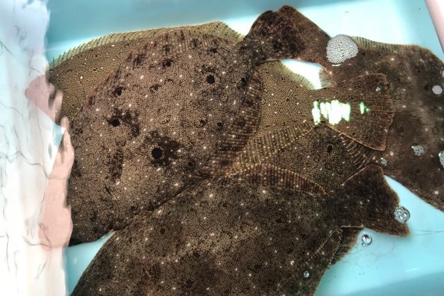 活締め 天然平目 約1kg うまいもの 活締めシリーズ 前後0g