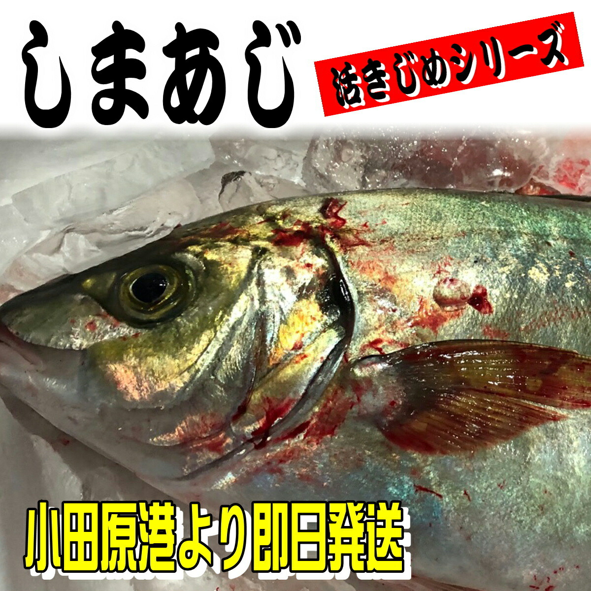 しまあじ 活き締め 約1.2ｋｇ 刺身用 生食用 【 小田原港 より 即日発送 / うまいもの市場・活〆シリーズ 】 鮮度重視、旨味が違います 【冷蔵便】