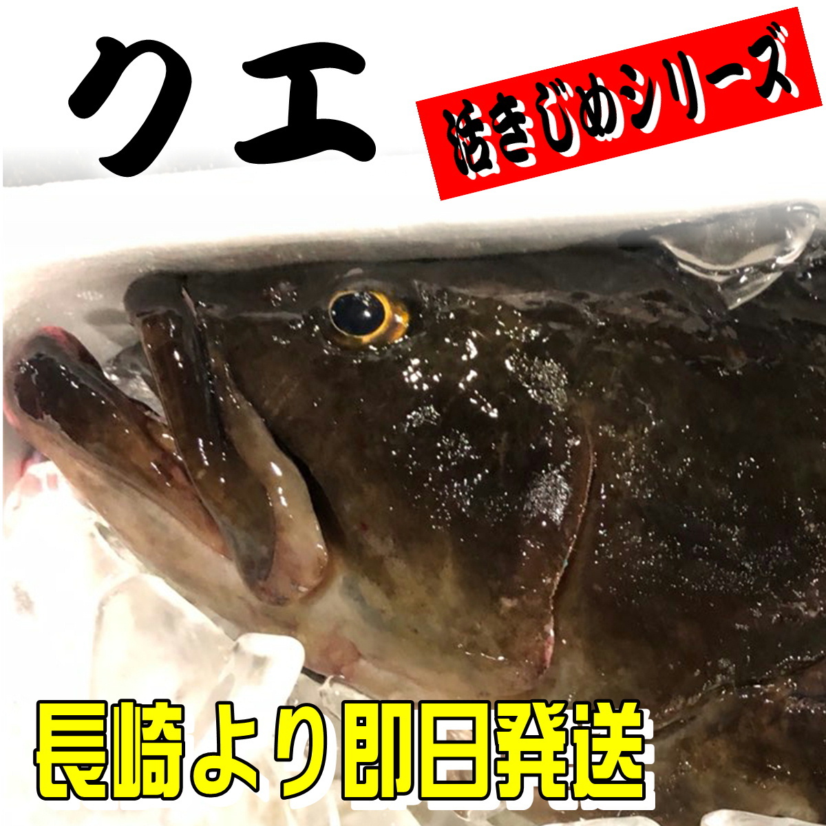 楽天市場 クエ 本 くえ 活じめ 養殖 約3 5kg前後 刺身用 高級魚 産地直送 高級料理店 高級居酒屋 こだわりの店などでお使いいただいております 冷蔵便 うまいもの 楽天市場店