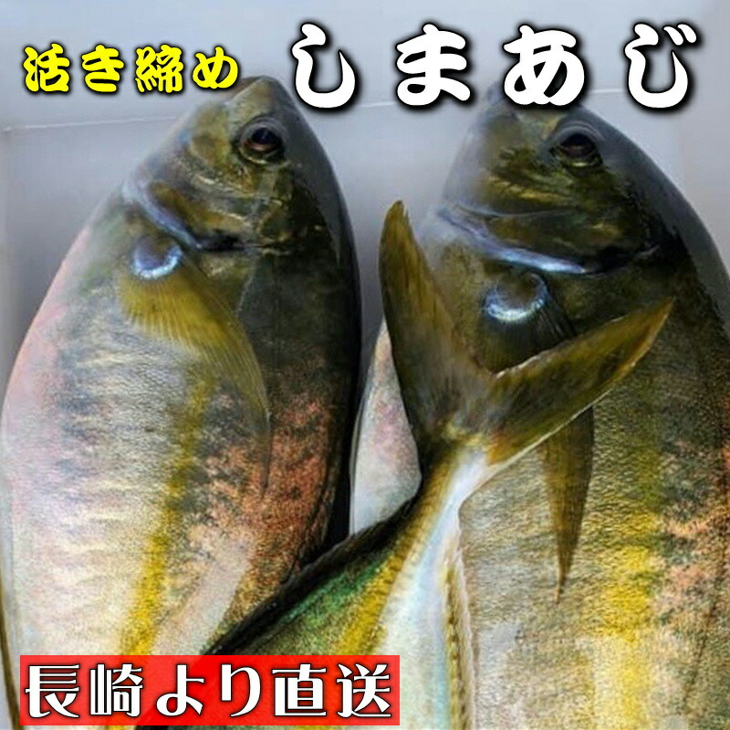 市場 しまあじ 高級料理店 長崎養殖場より直送いたします 刺身用 約1kg 活き締め シマアジ 養殖