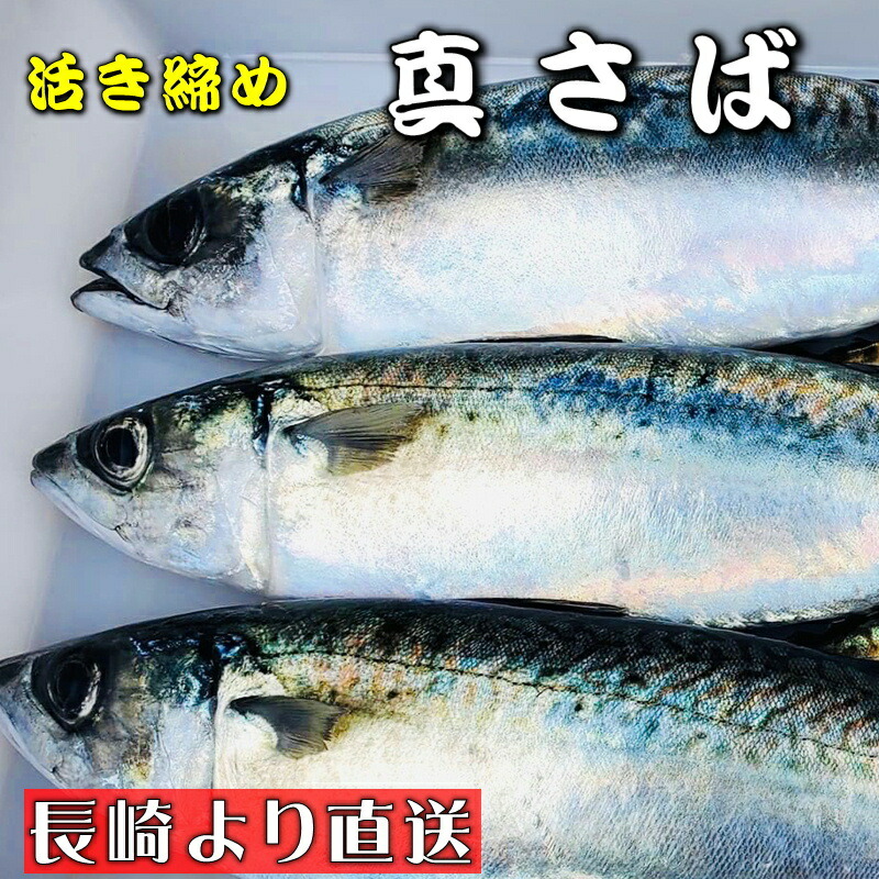 真さば 活き締め 2kg(1尾約500g)養殖 刺身用　【 長崎養殖場より直送いたします 】　真鯖大型サイズ、高級料理店、高級居酒屋・こだわりの店などでお使いいただいております【冷蔵便】