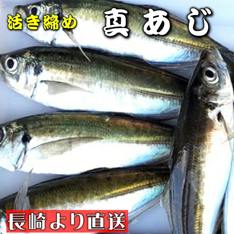 真あじ 活き締め 4kg(1尾約400g)養殖 刺身用　【 長崎養殖場より直送いたします 】　真鯵大型サイズ、高級料理店、高級居酒屋・こだわりの店などでお使いいただいております【冷蔵便】