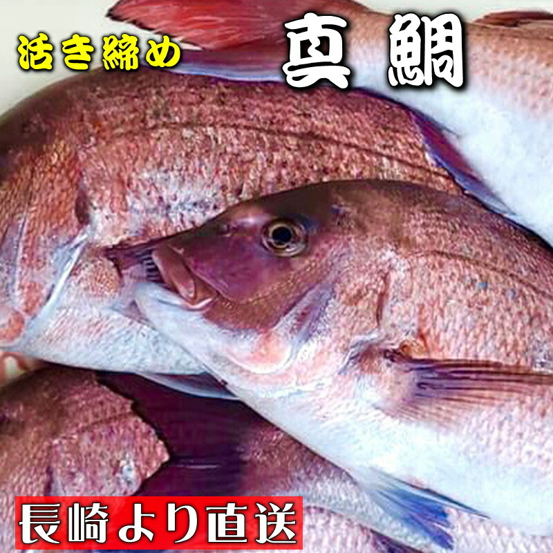お待たせ 真鯛 活き締め 約3 5kg 養殖 刺身用 真鯛大型サイズ 高級鮮魚 Fucoa Cl