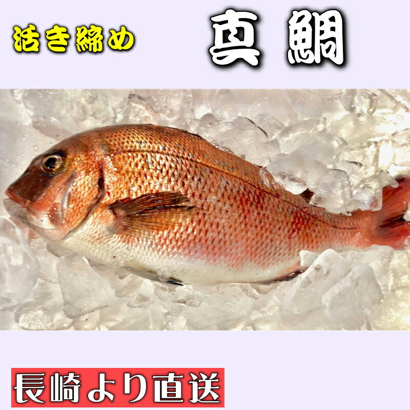 お待たせ 真鯛 活き締め 約3 5kg 養殖 刺身用 真鯛大型サイズ 高級鮮魚 Fucoa Cl