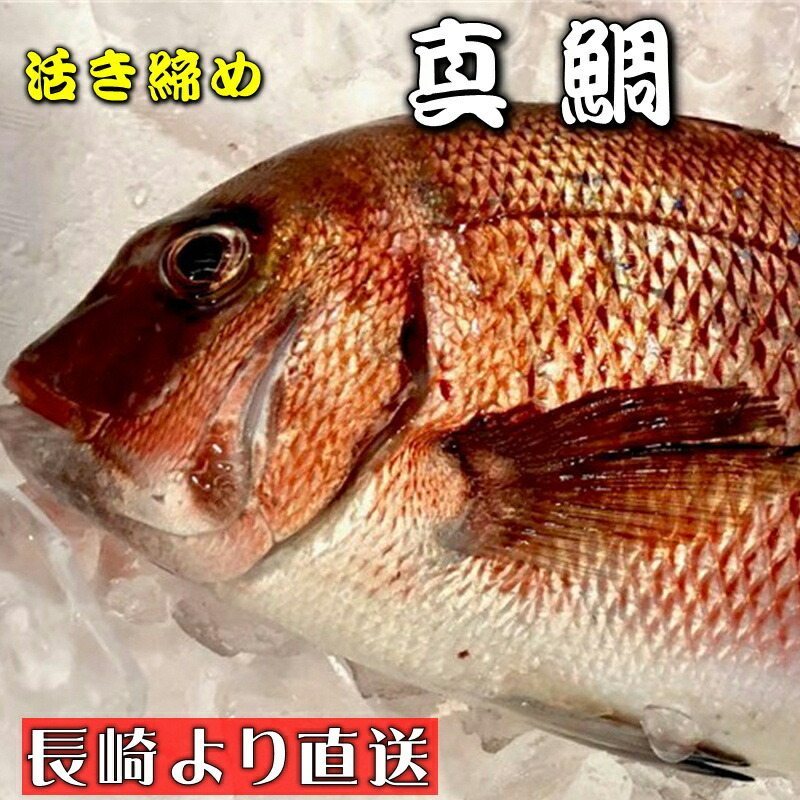 値下げ 真鯛 活き締め 約3.5kg 養殖 刺身用 真鯛大型サイズ 高級鮮魚 fucoa.cl