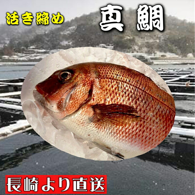 お待たせ 真鯛 活き締め 約3 5kg 養殖 刺身用 真鯛大型サイズ 高級鮮魚 Fucoa Cl