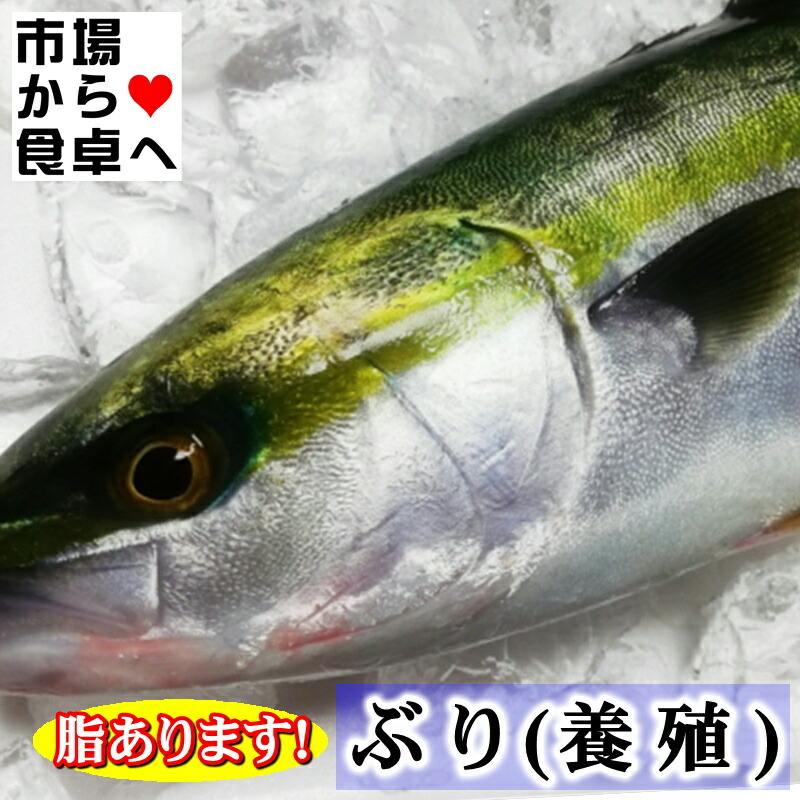 鮮魚セット 小田原 朝獲れ 新鮮 産地 販売 取り寄せ 詰め合わせ スーパー 人気 ネット 5kg 直送 ぎゅうぎゅうセット