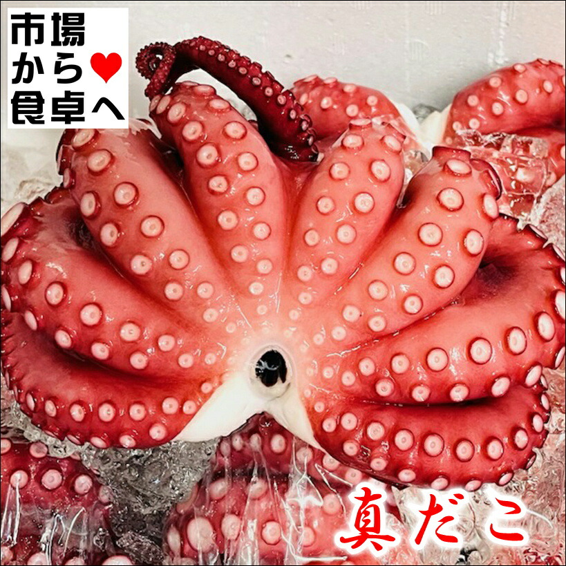 真蛸 冷凍真たこ (ボイル済み)3kg(1杯約500g)【刺身・カルパッチョ・サラダ・おでん】色々な料理にお使いいただけます【冷凍便】