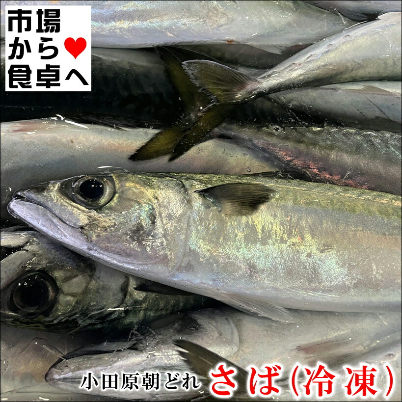 さば　1月20日まで取り置き 小サバ（頭落とし・下処理済・冷凍）3-4尾で約200g入 （山陰沖