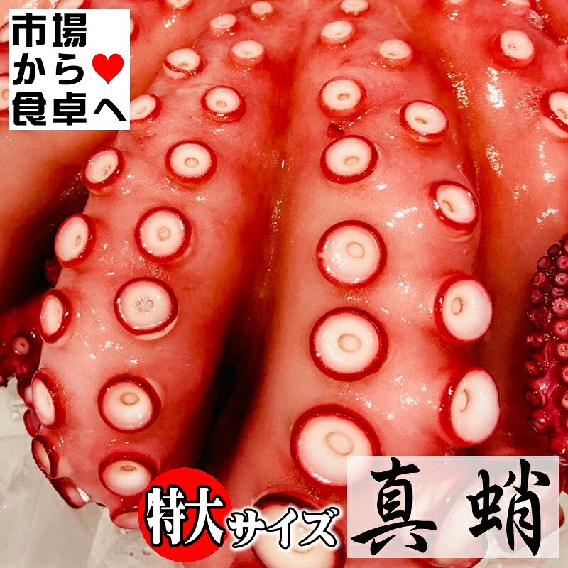 真蛸 たこ チルドでお届け(ボイル済み)特大サイズ1杯 (約1.2kg)【 生食用・刺身・カルパッチョ・サラダ・おでん 】色々な料理にお使いいただけます【冷蔵便】