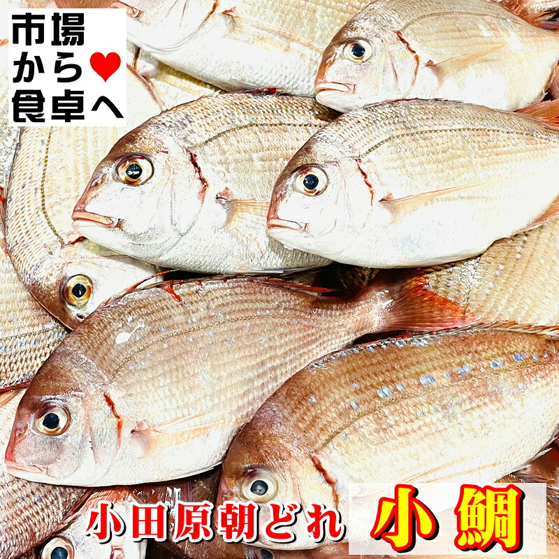 【楽天市場】小鯛 チダイ(冷凍)1kg【相模湾小田原産】獲れたてを急速冷凍、笹漬け、酢の物、丸干しに【冷凍便】:うまいもの 楽天市場店