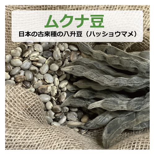 Ma Yabe❣️ 晴れの国岡山産ムクナ豆1kg imgrc0104536840.jpg