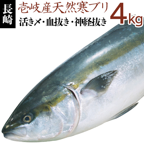 楽天市場 H 壱岐産 天然 寒ぶり 4kg 送料込 九州 長崎 壱岐 島 産 寒鰤 魚 一尾 一匹 下処理代無料 三枚おろし 宴会 パーティー 新年会 記念日 刺身 焼物 鍋 煮つけ ぶり大根 ブリしゃぶ 4キロ 壱岐 長崎 うまかもん屋