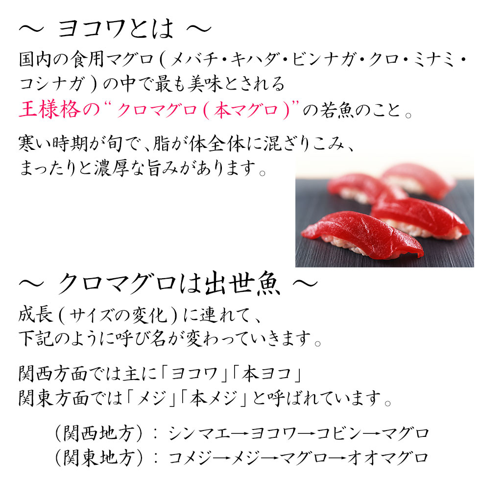 H】壱岐産 1本釣り 天然 ヨコワ【3キロ】鮮魚 メジマグロ 本マグロ クロマグロ ホンヨコ 本メジ まぐろ 鮪 マグロ 生 まるごと 丸物 丸もの  丸魚 三枚おろし 長崎産