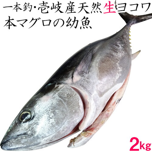 H 長崎食品 その他 壱岐産 1本釣り 天然 ヨコワ まぐろ 2キロ 鮮魚 メジマグロ 本マグロ クロマグロ ホンヨコ 本メジ まぐろ 鮪 マグロ 生 まるごと 丸物 丸もの 丸魚 三枚おろし 長崎 壱岐 長崎 うまかもん屋高級黒マグロの幼魚よこわを一本釣り 家食応援 下処理代無料 2kg