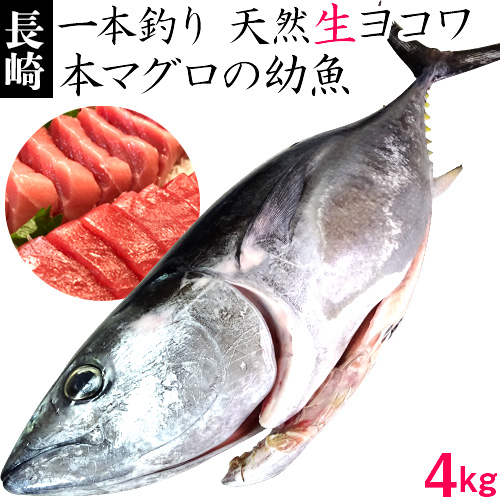 楽天市場 H 壱岐産1本釣り天然ヨコワ 4キロ 鮮魚 メジマグロ 本マグロ クロマグロ ホンヨコ 本メジ まぐろ 鮪 マグロ 生 まるごと 丸物 丸もの 丸魚 三枚おろし 壱岐 長崎 うまかもん屋