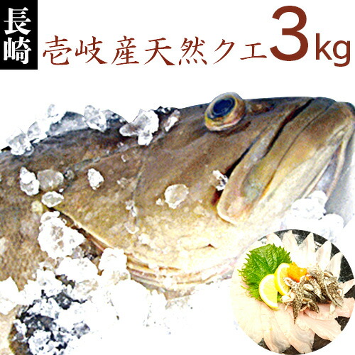 高級魚 超 あら鍋 高級 活き〆 絶品 希少 力士に人気 接待 鍋 忘年会 血抜き コラーゲンたっぷり くえ鍋 刺身 揚げ物 唐揚げ 白身 魚 誕生日 H 壱岐 長崎産 天然くえ 3キロ 鮮魚 アラ クエ モロコ 九絵 垢穢 一本釣り