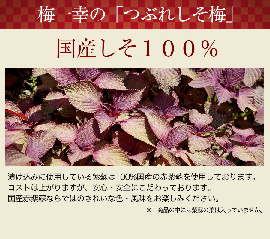 市場 ＼国産しそ漬け つぶれ 塩分8% 梅干し 400g×6 2.4kg 紀州南高梅