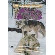 【中古】Baby Timber Wolf Grows Up [DVD]｜Umibose店