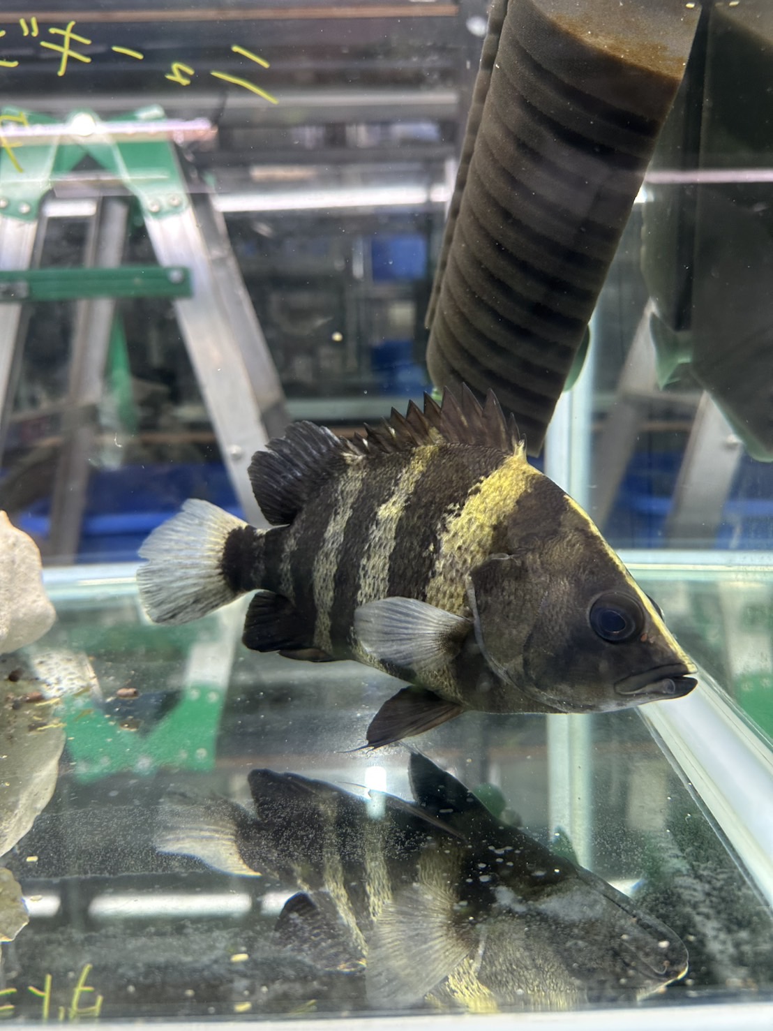 ニューギニアダトニオ ◎即決 ニューギニアダトニオ （約7cm）