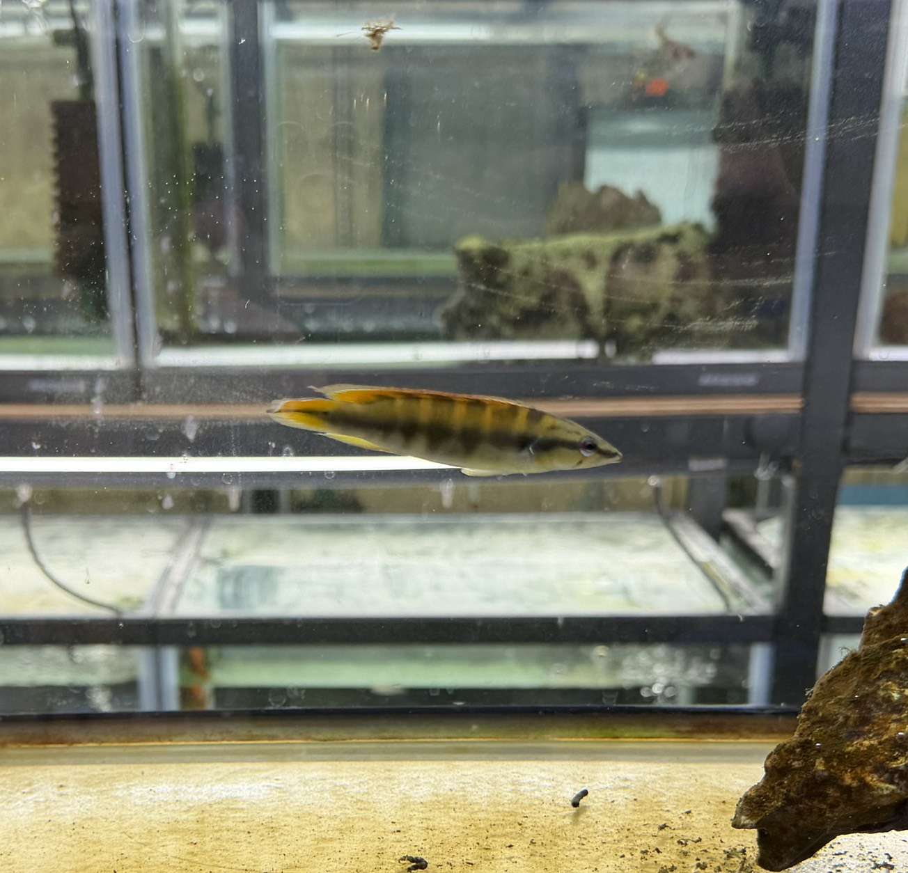 【希少種】クレニシクラ チチャ 約10cm&plusmn;｜パイクシクリッド・肉食魚・美個体・マニア必見・南米シクリッド検索対策ワード：クレニシクラ / チチャ / パイクシクリッド / シクリッド / 肉食魚 / 南米 / 熱帯魚｜海無し県の小さな繁殖場