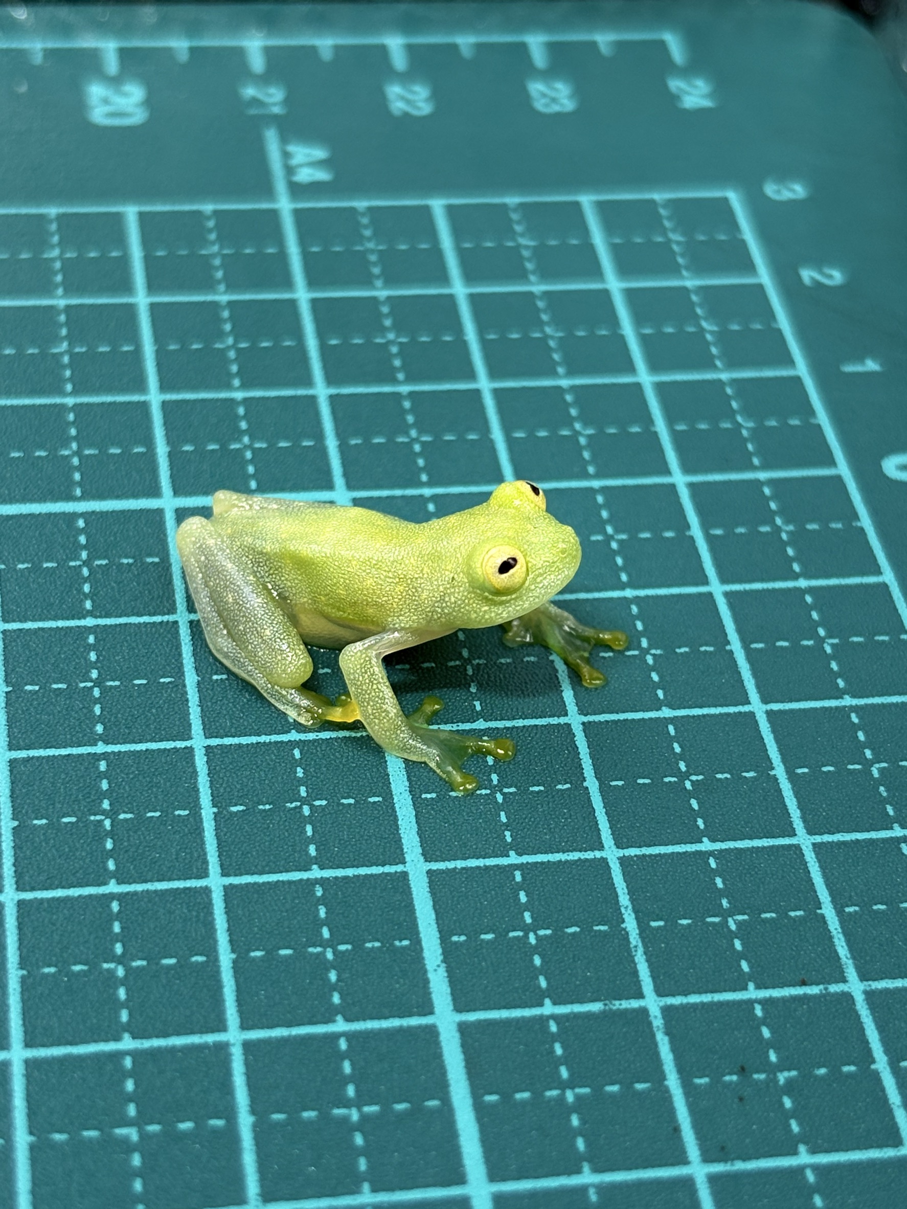 【滅多に無い種】フライシュマンアマガエルモドキ（グミガエル）2糎～｜澄み切ったな体が愛らしさの一般受け蛙・両棲類・褒めたたえる用探し回る打つ手単語：フライシュマンアマガエルモドキ / グミガエル / 蛙 / 両棲類 / 珍種 / 愛玩動物 / 褒めたたえる用