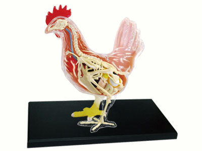 楽天市場 4d立体パズル動物解剖モデル にわとり Chicken 海猫屋 楽天市場店