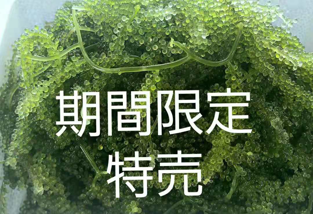 市場 茎付き たっぷり2ｋｇ 沖縄食材 沖縄料理 海ぶどう