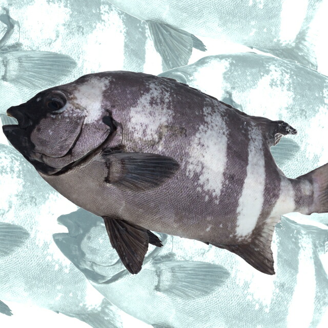 楽天市場 産地直送 活〆 瀬戸内の天然石鯛 鮮魚 イシダイ 約1kg 1尾 40ｃｍ前後 海浪満