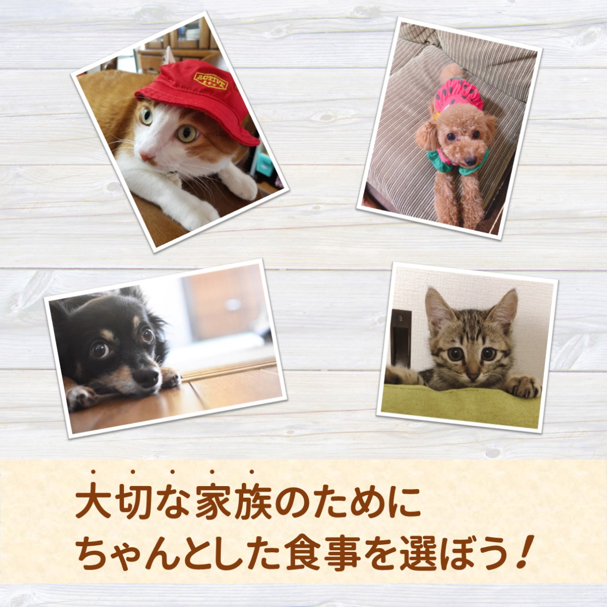 まとめ買い 猫 犬 おやつ マルトモ かつおだいすき 50g 30袋 ねこのおやつ いぬのおやつ 猫のおやつ 犬のおやつ 鰹節 かつおぶし かつお節 キャットフード ドッグフード 高たんぱく 低脂肪 国産 国内加工 保存料 着色料 不使用 大容量 お徳用 まるとも Kanal9tv Com