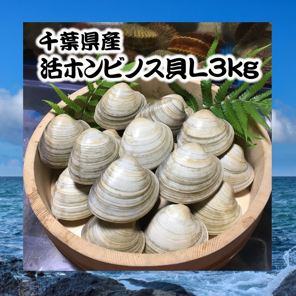 市場 千葉県産活ホンビノス貝L3kg 14〜18粒程度 白ハマグリ バーベキュー 大アサリ