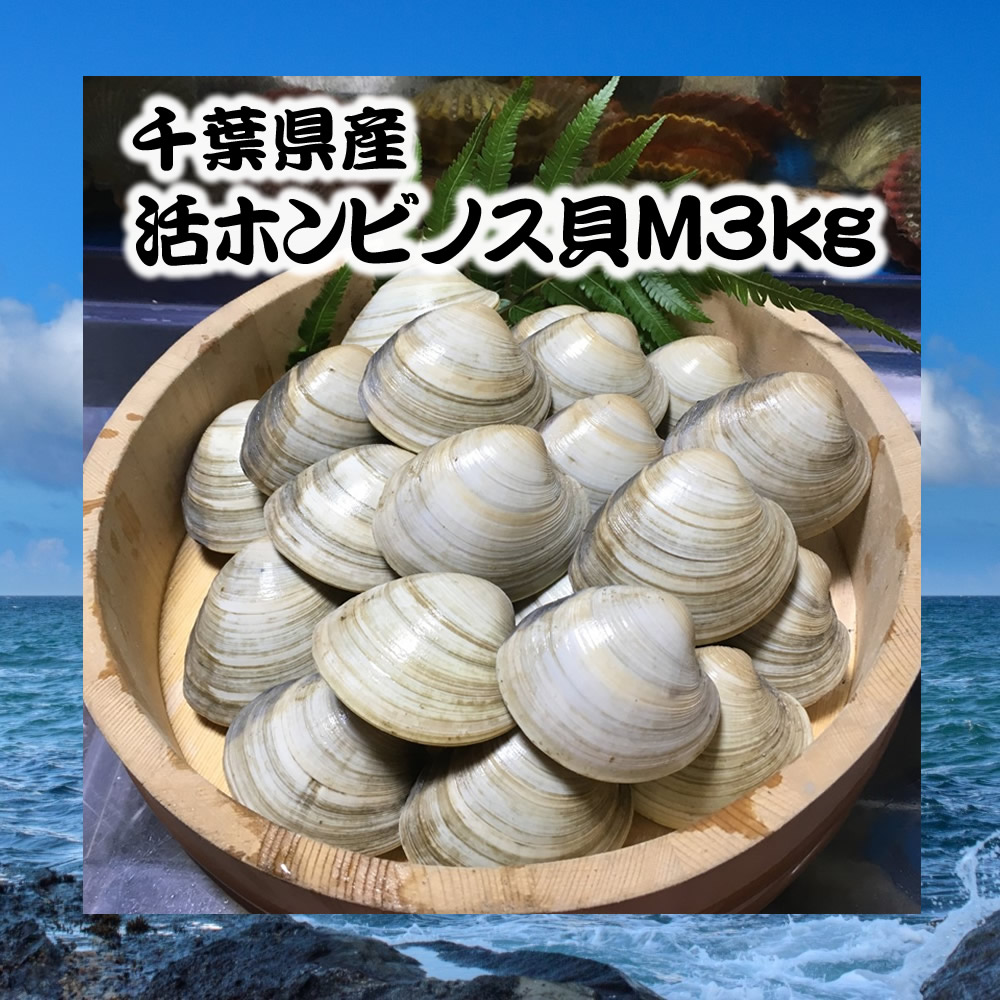 市場 千葉県産活ホンビノス貝M3kg 白ハマグリ 21〜25粒程度 バーベキュー 大アサリ