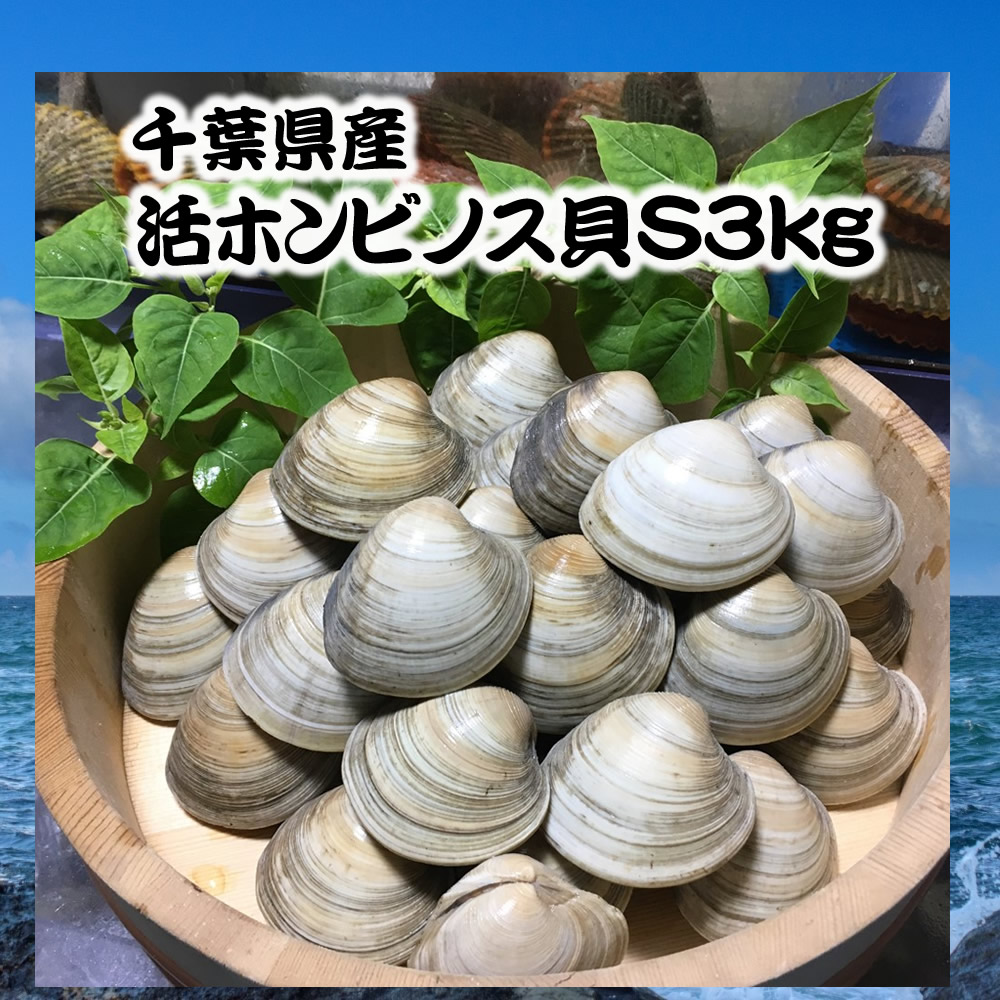 市場 千葉県産活ホンビノス貝SS2kg 白ハマグリ 大アサリ バーベキュー 30〜40粒程度