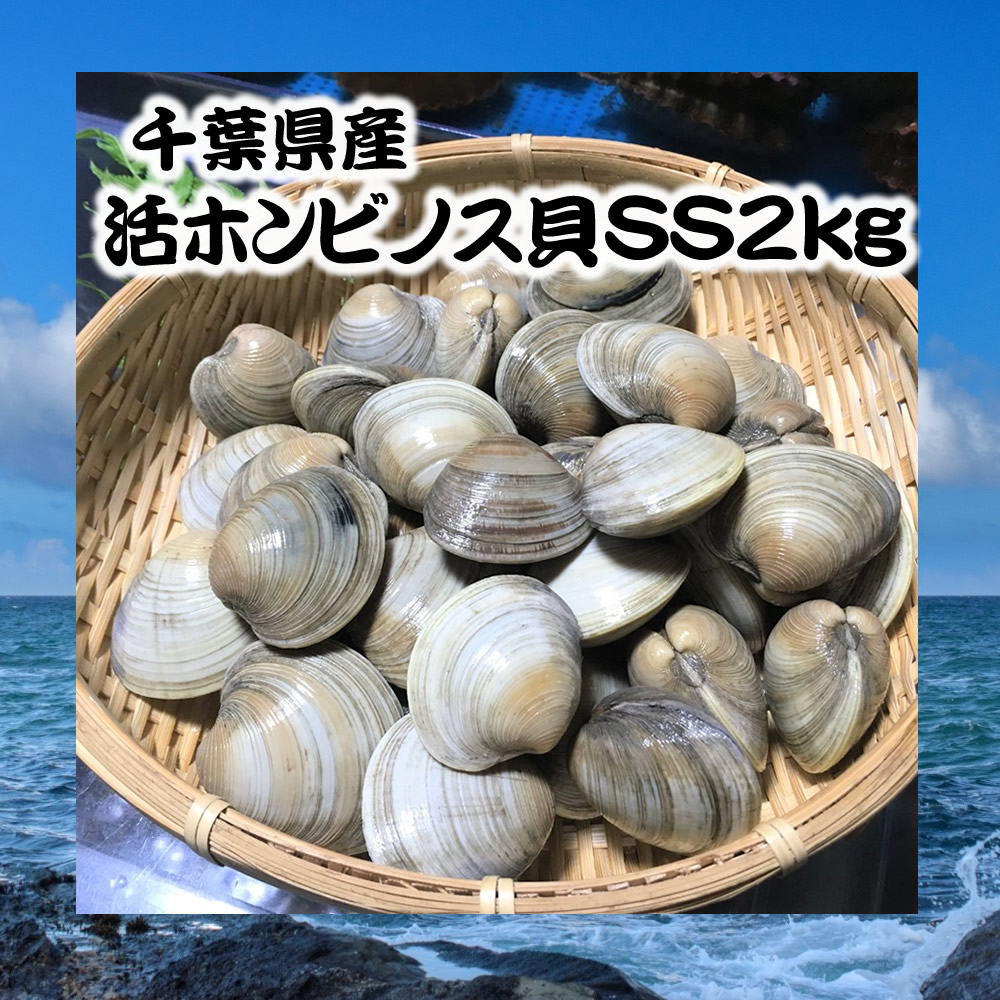 市場 千葉県産活ホンビノス貝SS2kg 白ハマグリ 大アサリ バーベキュー 30〜40粒程度