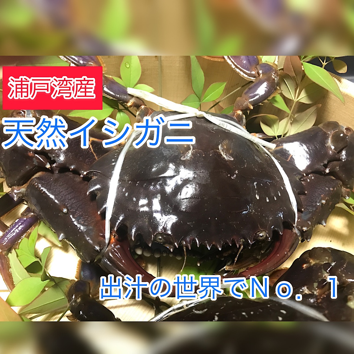 楽天市場 高知県浦戸湾産天然イシガニ 1キロ 4 6匹 活海老 貝 卸の店うみさち