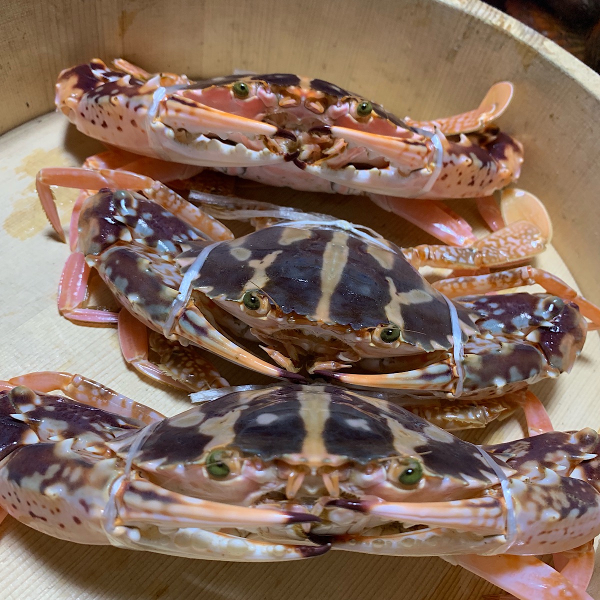 楽天市場 浦戸湾産天然桜蟹 シマイシガニ トラガニ 500g合計2 5匹 活海老 貝 卸の店うみさち