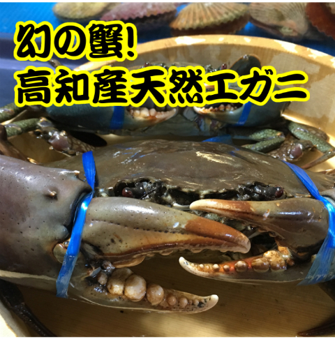 楽天市場 直送 高知産天然エガニ ノコギリガザミ 約500 600ｇ 活海老 貝 卸の店うみさち