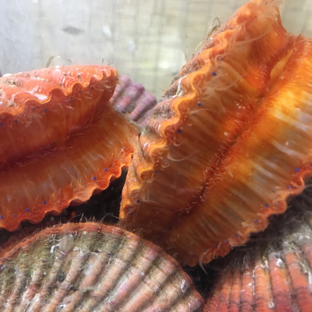 活き長太郎甲殻類 ヒオウギガイ 30枚 供与 お取り寄せ 丸焼き 浜焼き クラムチャウダー 活き 貝 特産 q Biscochohaus Com