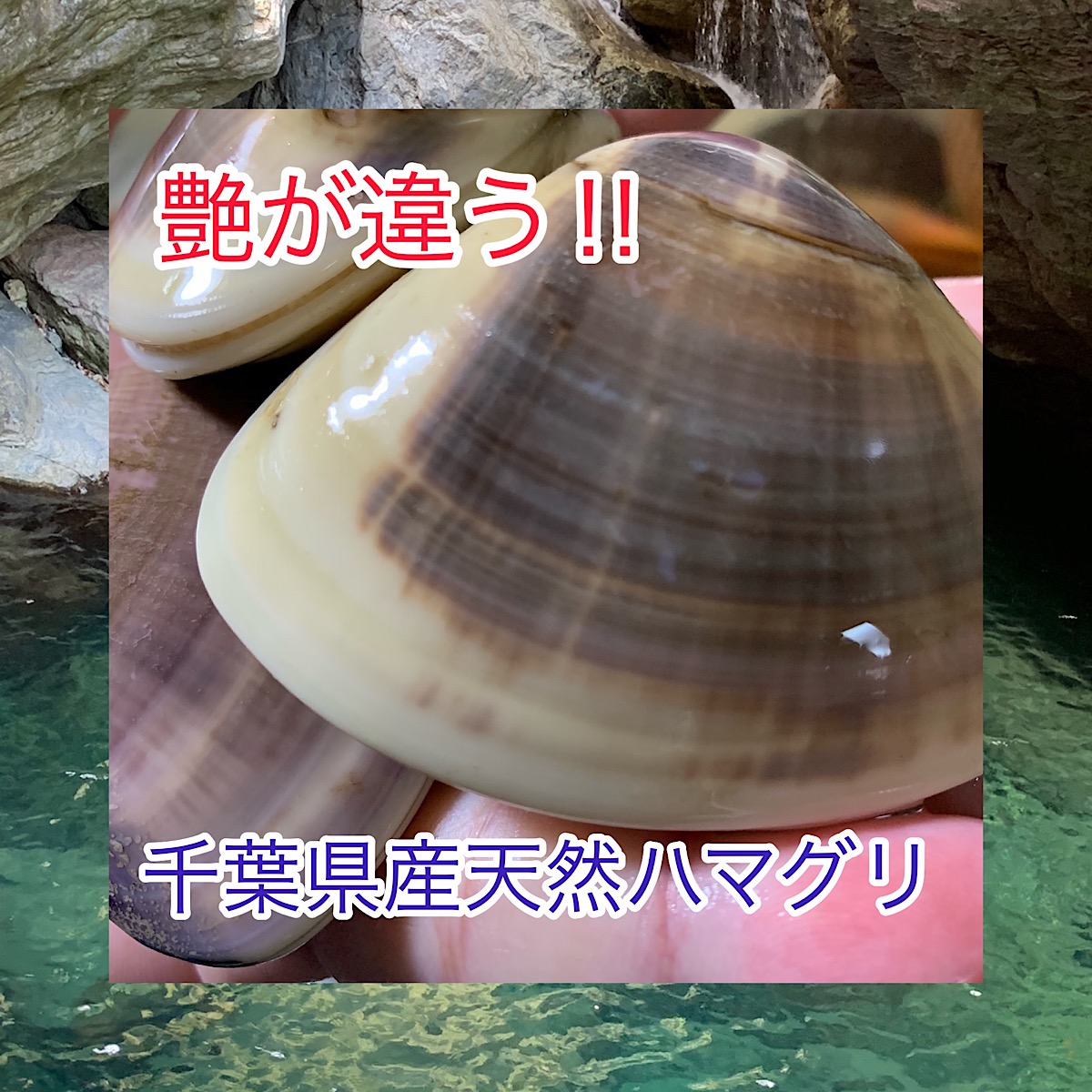 市場 千葉県産天然特大ハマグリ1kg 浜焼き バーベキュー 天然 10〜12個 直送